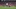 Casemiro Casemiro